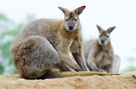 Wallaby and Wallaroo Care | Home | Wallaroo, Wallaby, Breeds