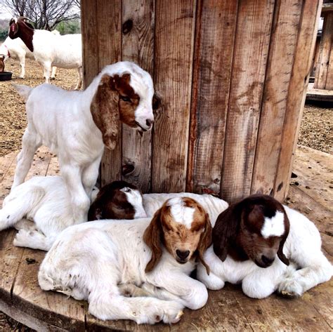 5 of my new boer kids #babygoatfarm | Cute goats, Cute animals, Boer goats