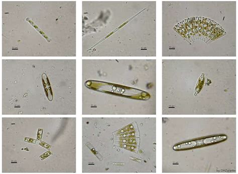 Diatomeas, características, nutrición y reproducción - Naturaleza y ecología