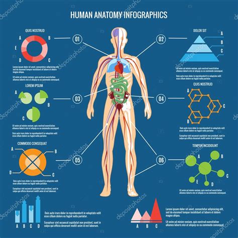 Conception d'infographie d'anatomie du corps humain image vectorielle ...