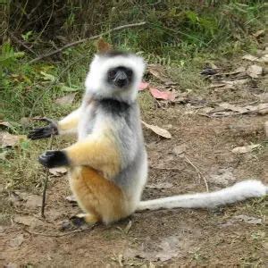 Diademed Sifaka - Facts, Diet, Habitat & Pictures on Animalia.bio