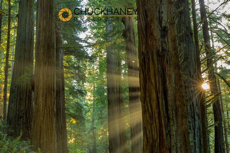 Oregon Redwoods - Chuck Haney Outdoor Photography