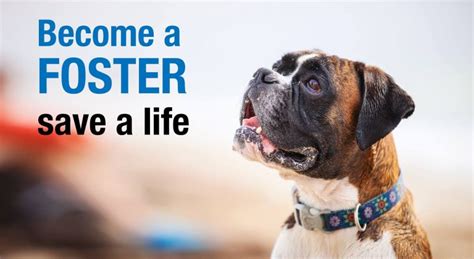 Fostering Dogs - East Coast Adoption Agency