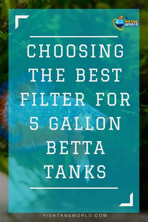 The 5 Best Filters Options for a 5-Gallon Betta Fish Tank Compared