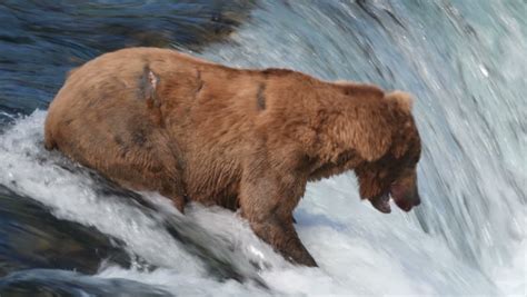 Bear catching Salmon in Waterfall at Katmai National Park image - Free stock photo - Public ...