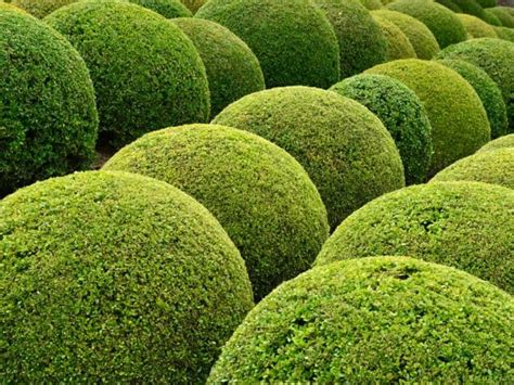 14 Small Evergreen Shrubs - Bushes for a Tiny Garden | Deer resistant ...