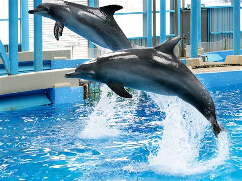 Ocean Park Ends Exploitative Dolphin & Sea Lion Show Thanks To Activist ...