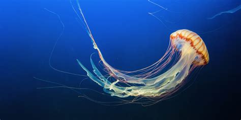 Stung: Understanding jellyfish stings - Scope