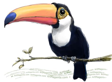 Toucan Bird Drawing at GetDrawings | Free download