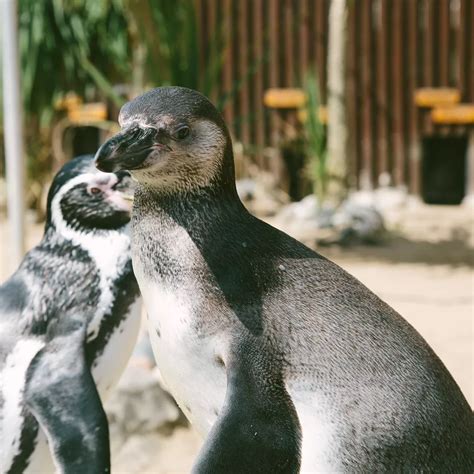 Meet The SEA LIFE Penguins | SEA LIFE Weymouth Aquarium