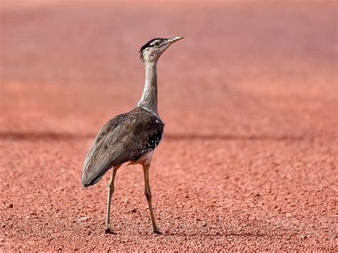 Australian Bustard - eBird