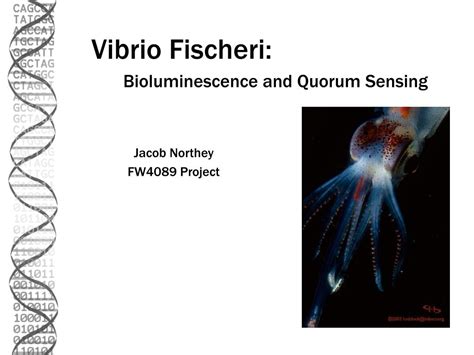 PPT - Vibrio Fischeri: PowerPoint Presentation, free download - ID:996314