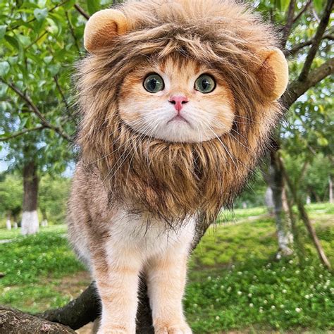 20 Best Halloween Costumes for Cats