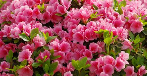 How to Grow and Care for Azalea Bushes | Gardener’s Path