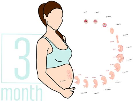 3 Months Pregnant: Symptoms, Diet Chart and Exercises