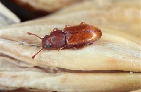 17 Tiny Brown Bugs In Kitchen (with Pictures)