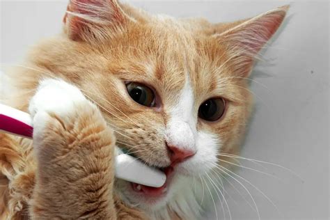 BRUSHING YOUR CAT'S TEETH - The Catnip Times