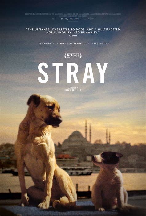 Virtual Cinema Goes to the Dogs with the New Istanbul-Set Documentary “Stray” | Inside the MFAH ...