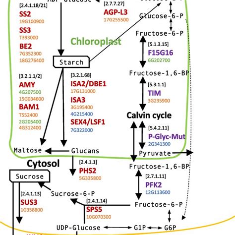 Schema of the starch and sucrose metabolism in plants, highlighting ...