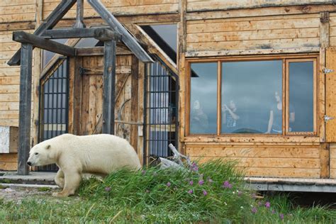 The rich wildlife of Hudson Bay - Churchill Wild Polar Bear Tours