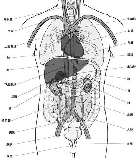 人体器官内脏结构分布图及解说 - 知乎