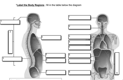 9 Regions Of The Body