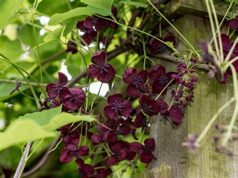 Climbing plants for shade – 10 varieties to choose from | Livingetc