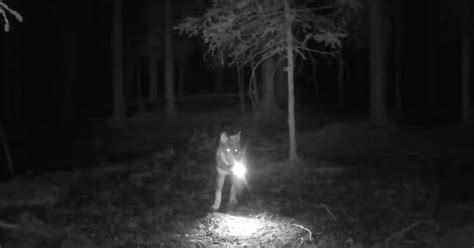 Trail Camera Footage Captures Wolf Stealing Another Trail Camera ...