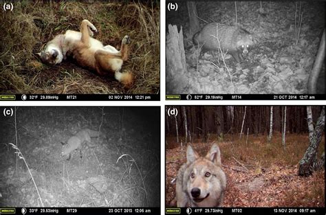 30 years after nuclear disaster wildlife returns to Chernobyl | World ...