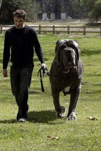 Hercules, the English Mastiff weighing in at 282 pounds! | English mastiff, Big dogs, Huge dogs