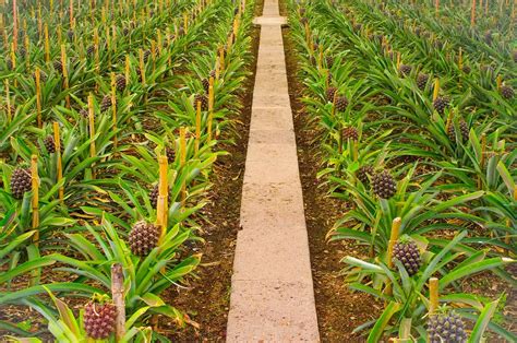 Pineapple Farm Guide: places you can visit