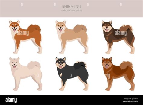 Shiba Inu Colors