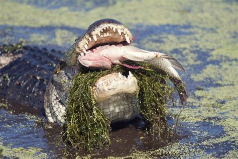 What are the Differences Between Alligators and Crocodiles? - Facty