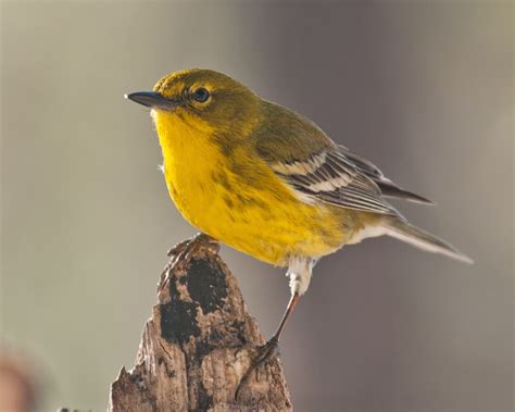 How to identify warblers this season - Farm and Dairy