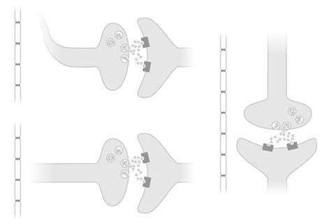 Visual elements for a dopamine synthesis figure – Neuroscience ...