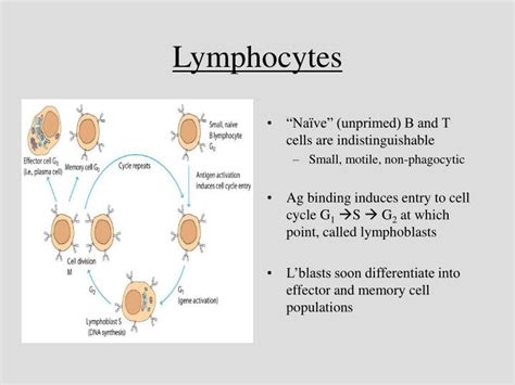 PPT - Cells of the Immune System PowerPoint Presentation - ID:1138509