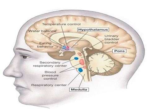 Hypothalamus