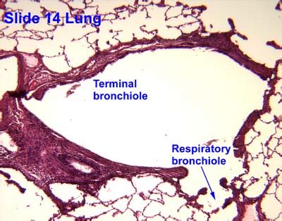 Respiratory