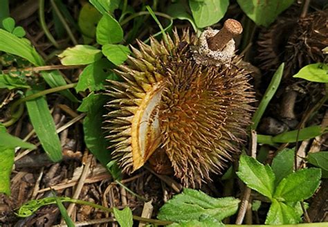 Durio gerikensis (Malvaceae), a new Arilless Durio from Hulu Perak ...