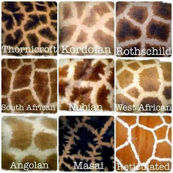 There are HOW many species of Giraffes? – Naturally Inspiring