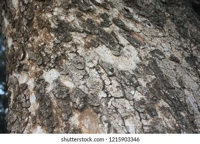 Close Marula Tree Bark Southern Africa Stock Photo 1215903346 ...