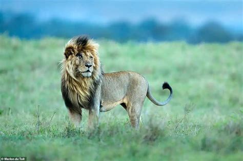 Stunning Lion Photos from New Conservation Book - BigCatsWildCats