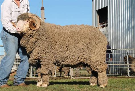 Merino rams sell to $15,500 at Hamilton online sale | Stock & Land | VIC