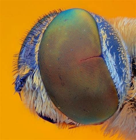 Flies have compound eyes made up of thousands of visual receptors ...