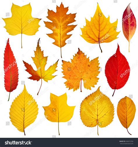 1,555,564 Autumn Leaves White Background Images, Stock Photos & Vectors ...