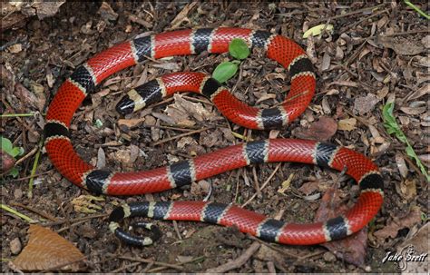 Central American Coral Snake (Micrurus nigrocinctus) | Flickr