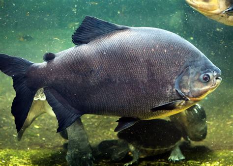 49 Pacu Fish Facts: What You Need To Know | Everywhere Wild