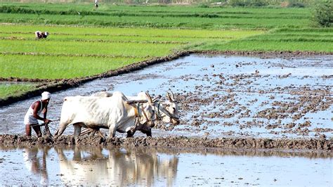 Indian Farmer Wallpapers - Wallpaper Cave