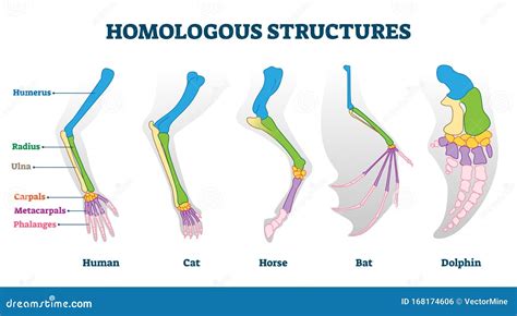 Homologous Structure Stock Illustrations – 77 Homologous Structure Stock Illustrations, Vectors ...