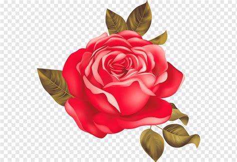 Animated Red Rose Flower Images | Best Flower Site